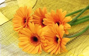 Preview wallpaper gerbera, flowers, yellow, mesh, lie