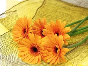 Preview wallpaper gerbera, flowers, yellow, mesh, lie