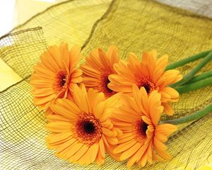 Preview wallpaper gerbera, flowers, yellow, mesh, lie