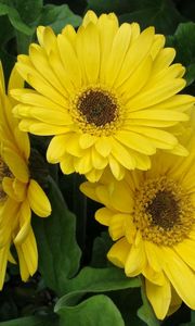 Preview wallpaper gerbera, flowers, yellow, leaves, flowerbed