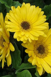 Preview wallpaper gerbera, flowers, yellow, leaves, flowerbed