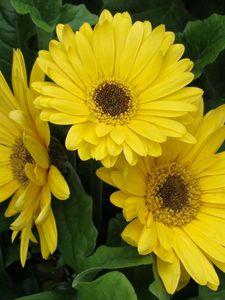 Preview wallpaper gerbera, flowers, yellow, leaves, flowerbed