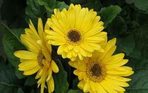 Preview wallpaper gerbera, flowers, yellow, leaves, flowerbed