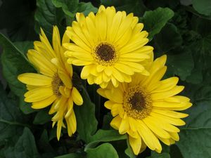 Preview wallpaper gerbera, flowers, yellow, leaves, flowerbed