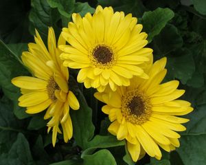 Preview wallpaper gerbera, flowers, yellow, leaves, flowerbed