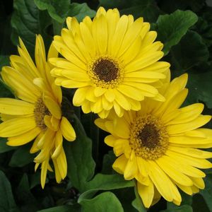 Preview wallpaper gerbera, flowers, yellow, leaves, flowerbed