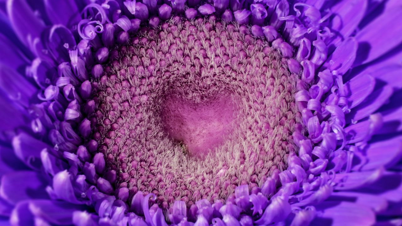 Wallpaper gerbera, heart, violet, petals