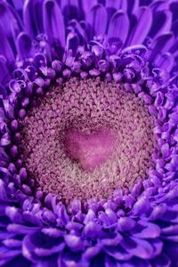 Preview wallpaper gerbera, heart, violet, petals