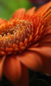 Preview wallpaper gerbera, orange, petals