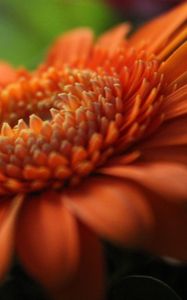 Preview wallpaper gerbera, orange, petals