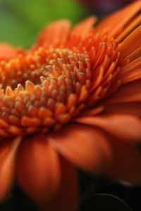 Preview wallpaper gerbera, orange, petals