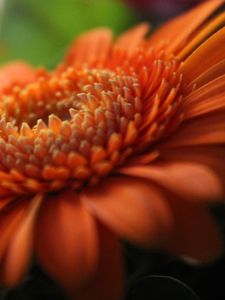 Preview wallpaper gerbera, orange, petals