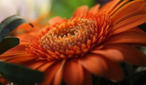 Preview wallpaper gerbera, orange, petals