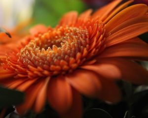 Preview wallpaper gerbera, orange, petals