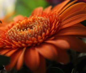 Preview wallpaper gerbera, orange, petals