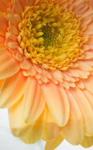 Preview wallpaper gerbera, petals, flower, macro, pollen