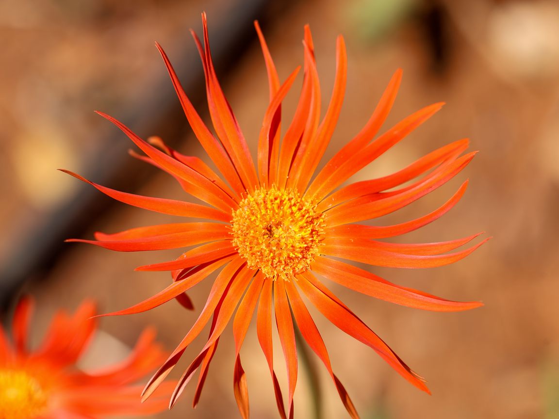 1152x864 Wallpaper gerbera, petals, flower, orange, blur