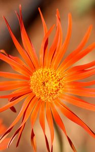 Preview wallpaper gerbera, petals, flower, orange, blur