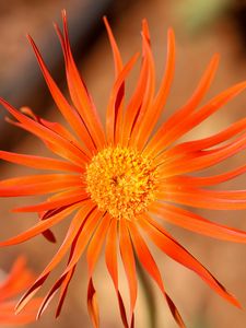 Preview wallpaper gerbera, petals, flower, orange, blur