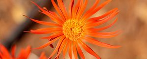 Preview wallpaper gerbera, petals, flower, orange, blur