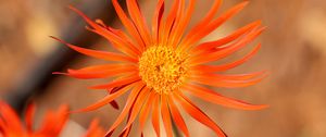 Preview wallpaper gerbera, petals, flower, orange, blur