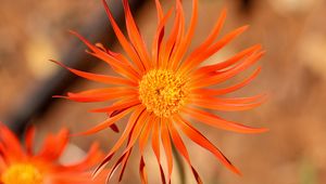 Preview wallpaper gerbera, petals, flower, orange, blur