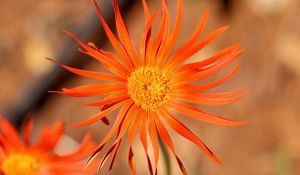 Preview wallpaper gerbera, petals, flower, orange, blur