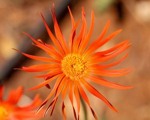 Preview wallpaper gerbera, petals, flower, orange, blur