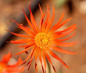 Preview wallpaper gerbera, petals, flower, orange, blur