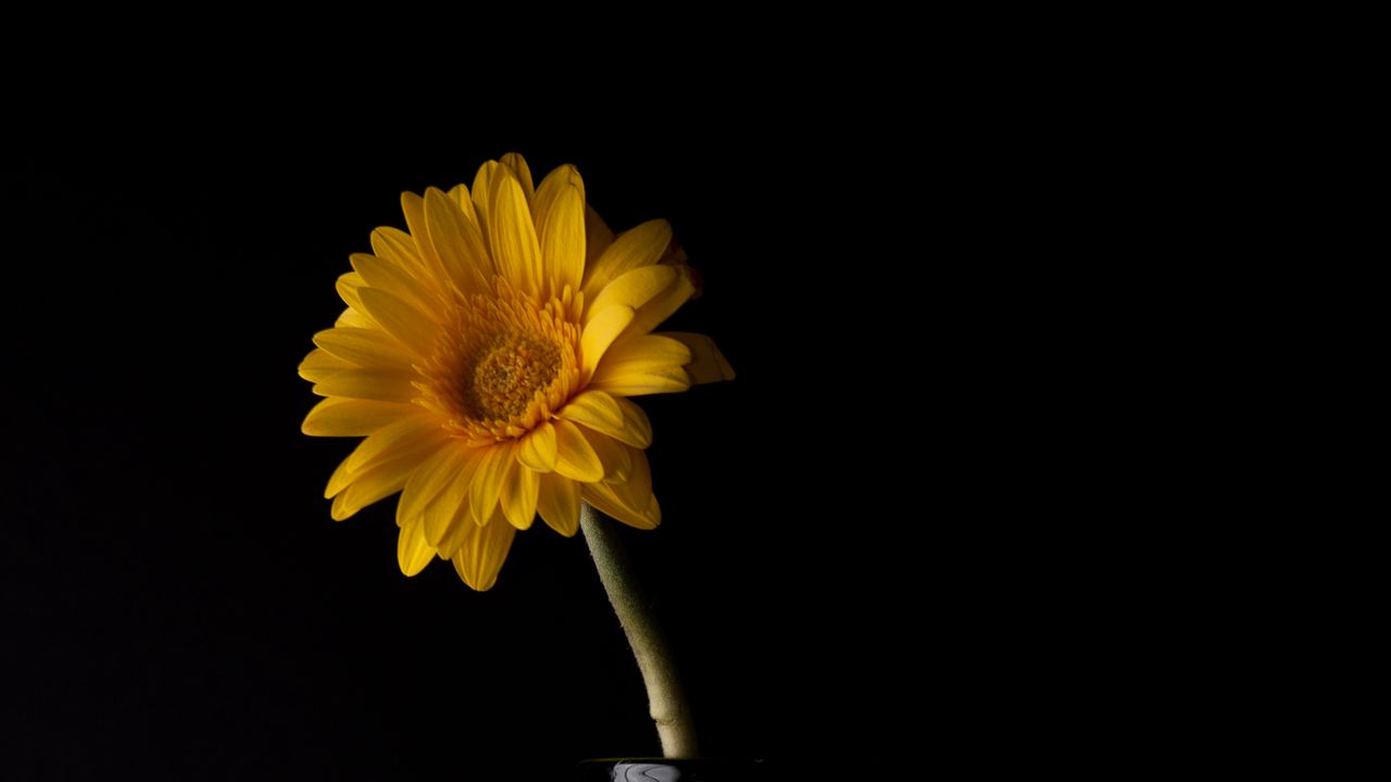 Wallpaper gerbera, petals, flower, vase