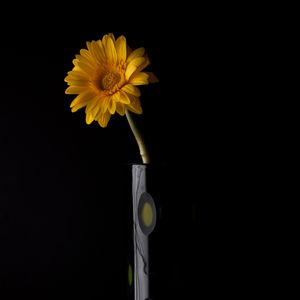 Preview wallpaper gerbera, petals, flower, vase