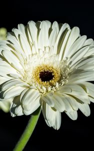 Preview wallpaper gerbera, petals, flower, white, macro