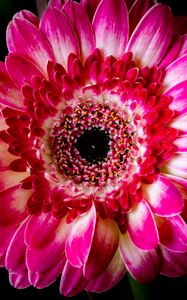 Preview wallpaper gerbera, petals, flower, pink, macro