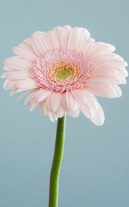 Preview wallpaper gerbera, petals, flower, macro, pink