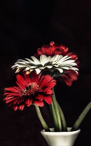 Preview wallpaper gerbera, petals, flowers, vase