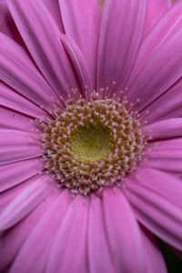 Preview wallpaper gerbera, petals, macro, pink