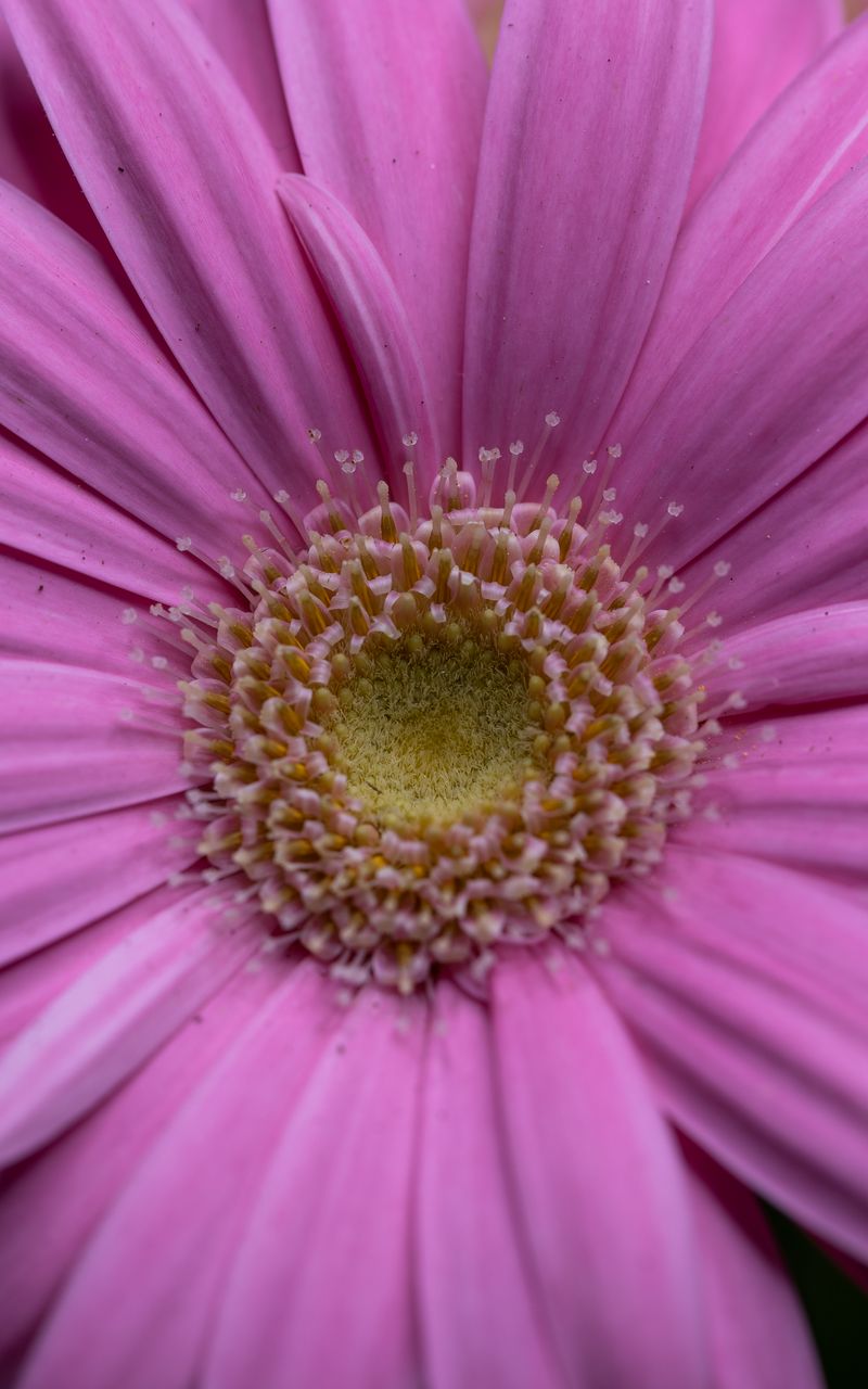 800x1280 Wallpaper gerbera, petals, macro, pink