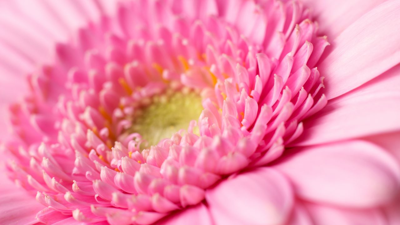 Wallpaper gerbera, petals, pollen, pink, macro