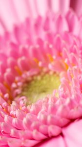 Preview wallpaper gerbera, petals, pollen, pink, macro