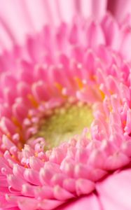 Preview wallpaper gerbera, petals, pollen, pink, macro