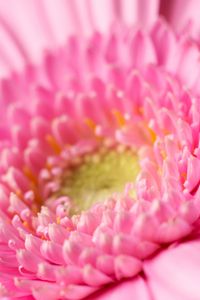 Preview wallpaper gerbera, petals, pollen, pink, macro