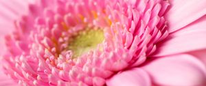 Preview wallpaper gerbera, petals, pollen, pink, macro