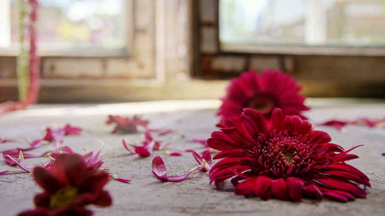 Wallpaper gerbera, petals, three