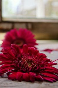 Preview wallpaper gerbera, petals, three