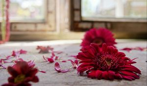 Preview wallpaper gerbera, petals, three