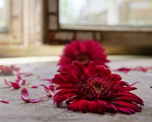 Preview wallpaper gerbera, petals, three