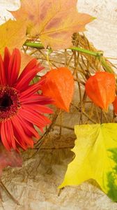 Preview wallpaper gerbera, physalis, leaves, maple, autumn, composition