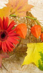 Preview wallpaper gerbera, physalis, leaves, maple, autumn, composition