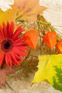 Preview wallpaper gerbera, physalis, leaves, maple, autumn, composition