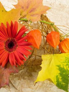 Preview wallpaper gerbera, physalis, leaves, maple, autumn, composition